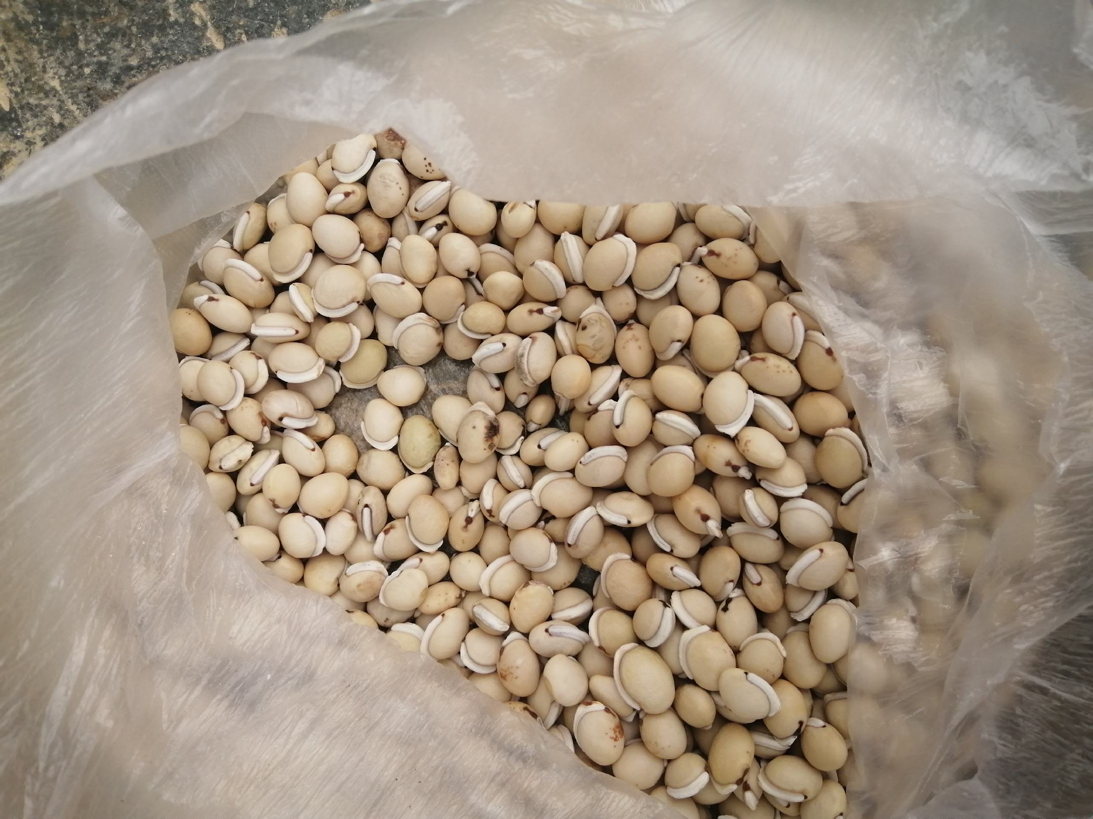 白扁豆成熟豆荚特写