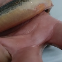 泥鳅大量出售，欢迎各界老总洽谈