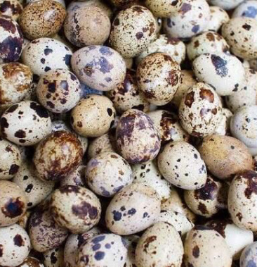 河南野养圈养鹌鹑鹌鹑蛋