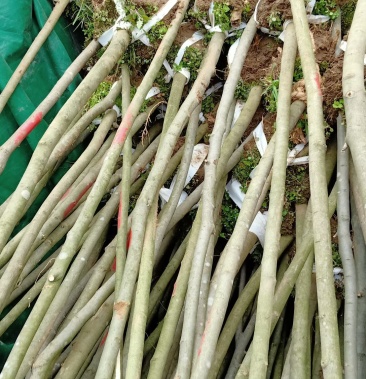 青檀苗木优质乡土树种