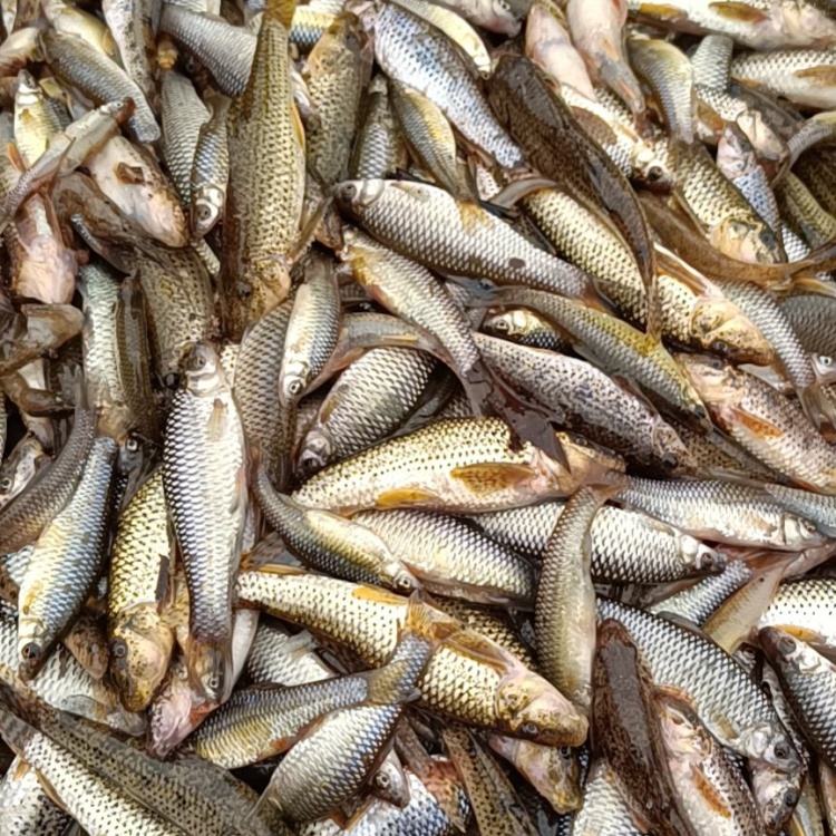 棒花鱼需要的联系我量大优惠