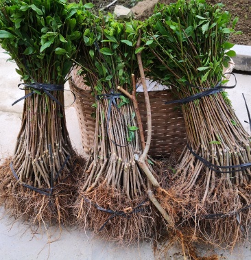 [三华李树苗批发]信宜钱排远庆种植家庭农场三华李苗,欢迎种植价格2.