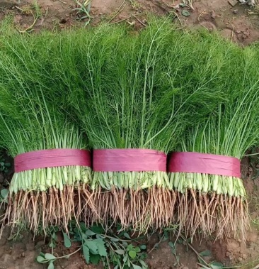 精品茴香苗,茴香量大!商超专供精品,大量供应