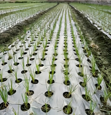 打孔地膜 银黑双色反光防草打孔地膜 专业设计定制