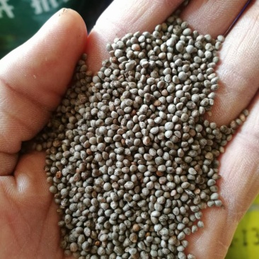 吉林特产灰苏子常年供应货源充足!