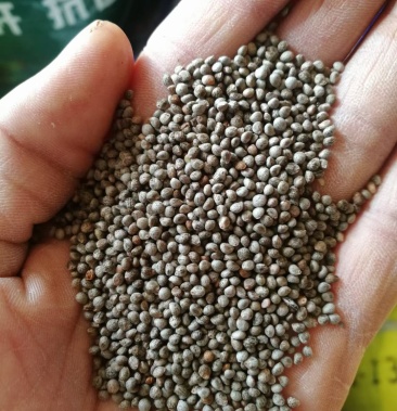 吉林特产灰苏子常年供应货源充足