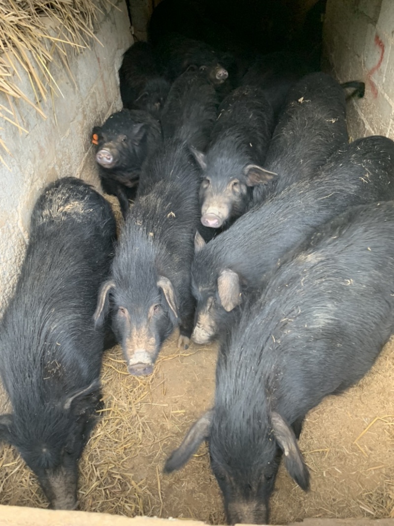 [藏香猪批发]广西桂林资源县香猪 500.00元/头纯种藏香猪3 _ 一亩田