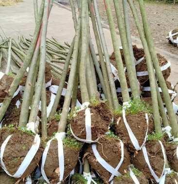 青檀苗木(优质乡土树种)