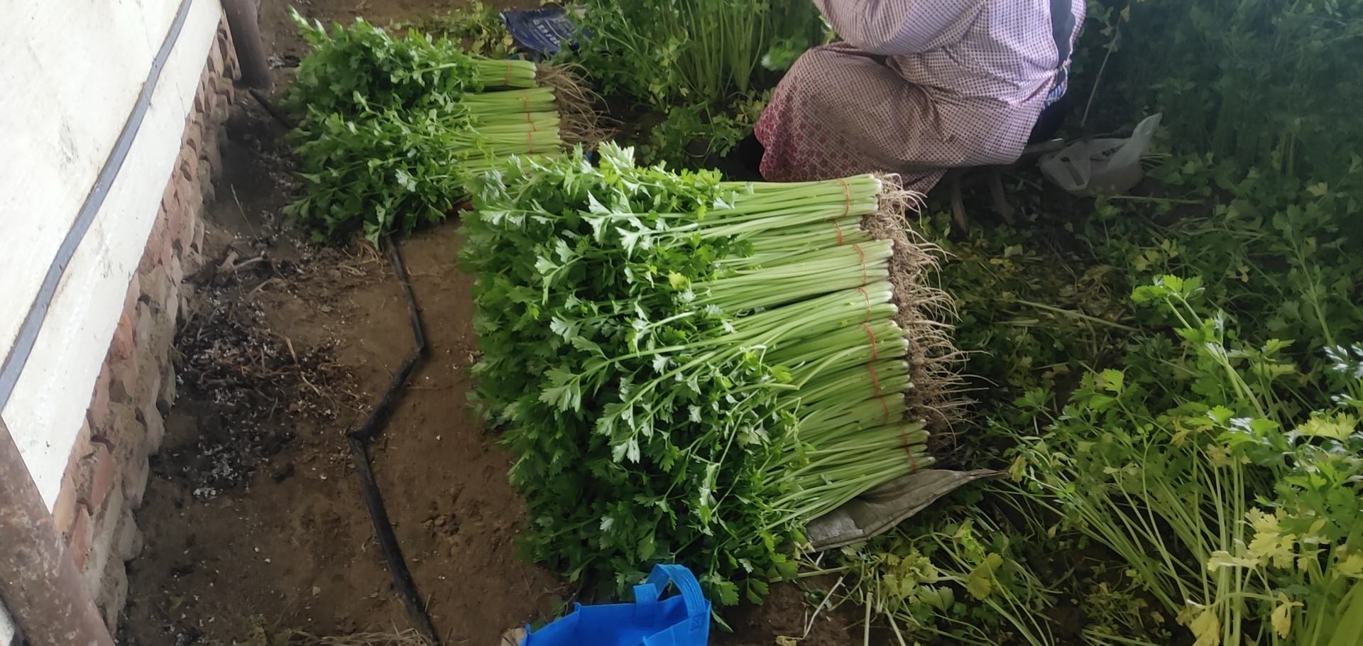 厨房台面上摆放着新鲜山芹,旁边依次放置装有清水的盆、盐罐、漏勺和 chopping board,展示从摘选、浸泡到冲洗的全过程,体现家庭安全处理山芹的操作场景 山芹清洗与处理步骤示意图