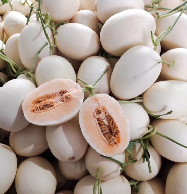 [东方蜜甜瓜批发]红金蜜 东方蜜 莘县产地大量上市,口感好直供全国