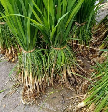 茭白苗 单季品种 优良