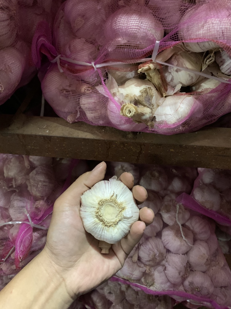 [大蒜批发]2021年【新鲜大蒜】 大量上市 产地直销中牟大蒜价格0.