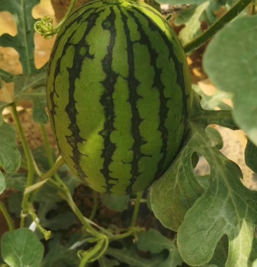 北京庞各庄小西瓜l600新鲜水果庞各庄袖珍西瓜