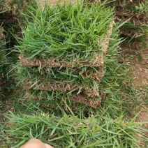 兰引三号草皮草块草卷
