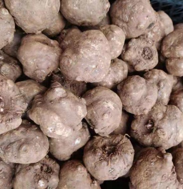 云南黑杆优质花魔芋种