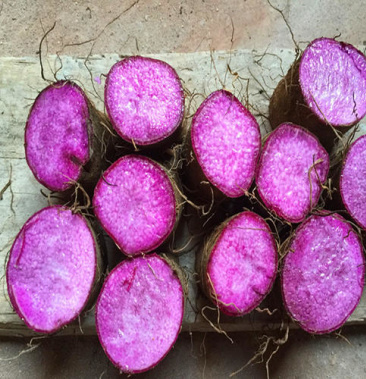 供应小叶紫玉淮山种薯