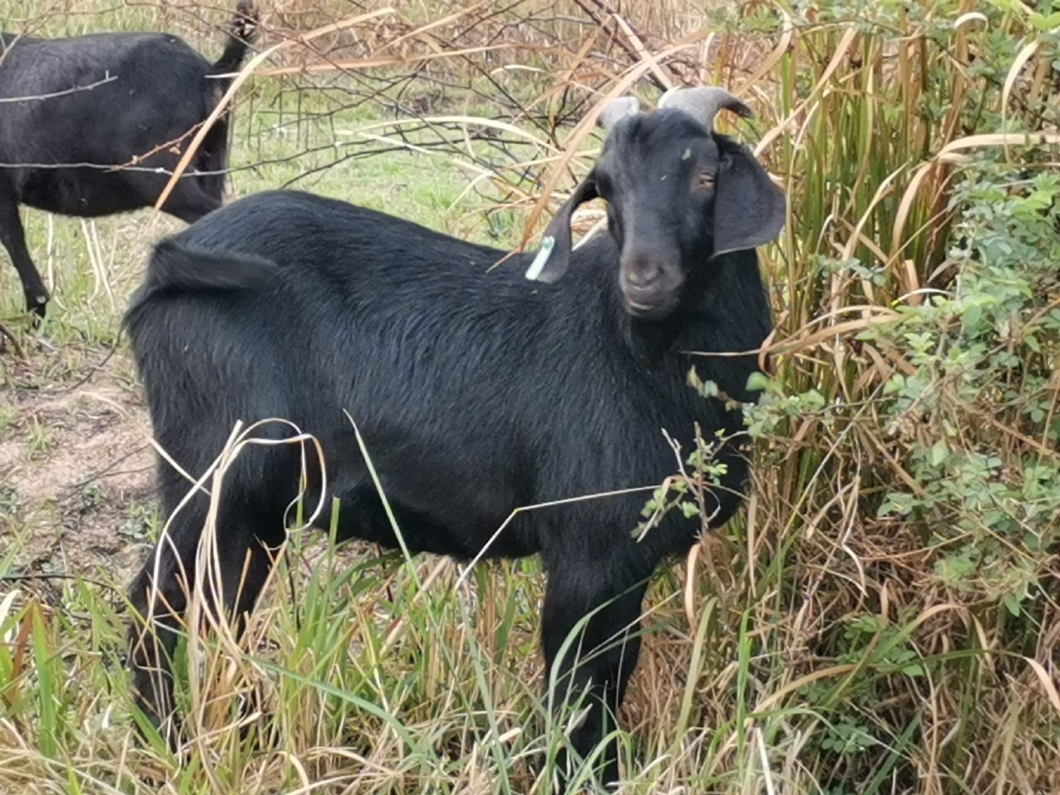 隆林黑山羊努比亚黑山羊种羊肉羊供应