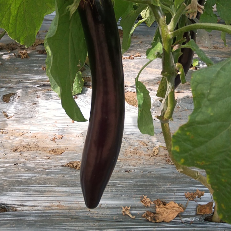 扶沟县固城土河蔬菜园区大棚茄子