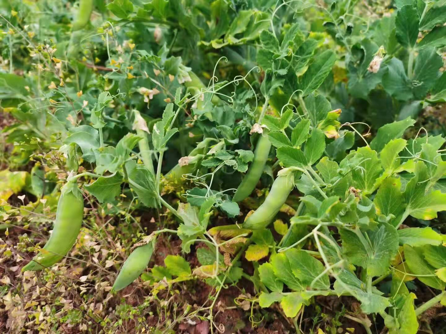 长豆角结出嫩绿色豆荚