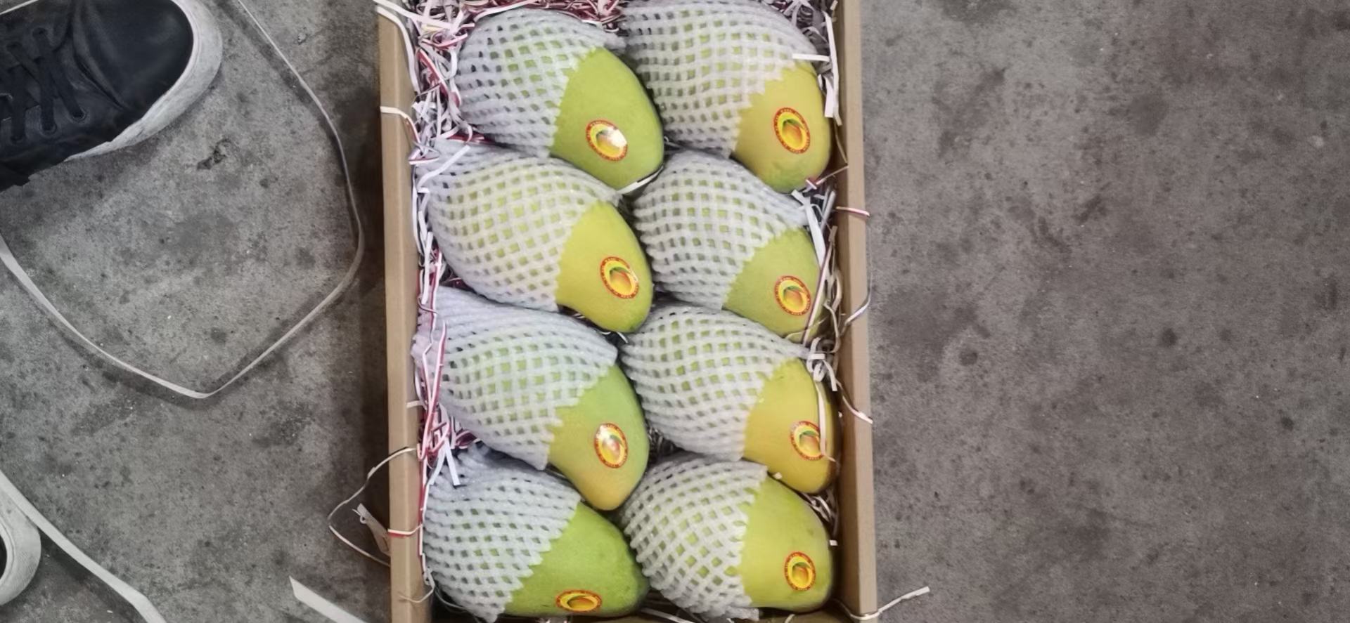 芒果与苹果一起放置在纸袋中加速成熟