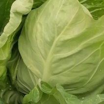 大量出售优质大田大头菜