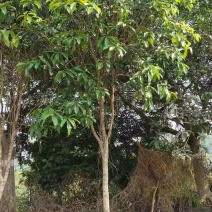 金桂花八月桂广西地区桂花