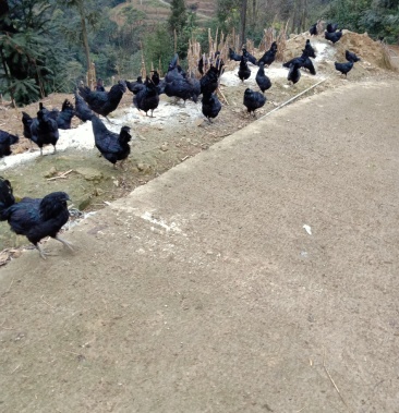 盐津乌骨鸡取名叫乌蒙珍禽