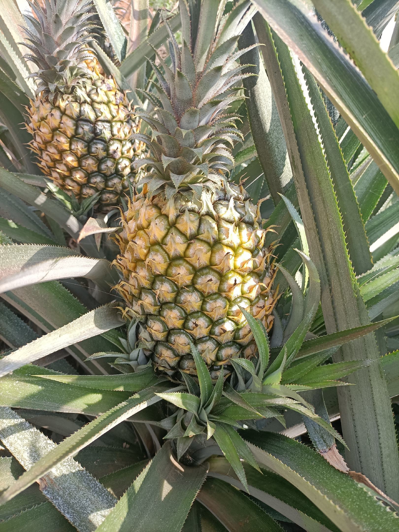 [菠萝批发]徐闻菠萝,产地直发,诚信经营,以客户至上,专业一条龙服务