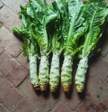 [莴苣批发]圆叶白皮莴笋大量上市价格1.00元/斤 - 一亩田