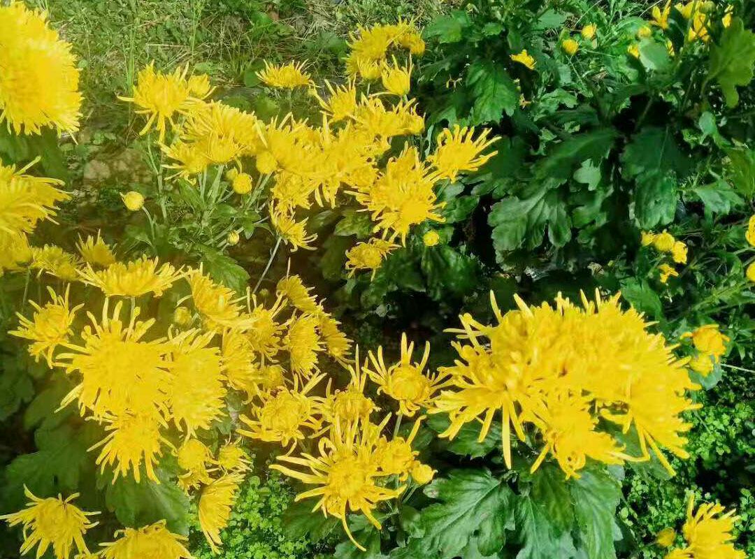 蒲公英熟地黄茶饮示意图