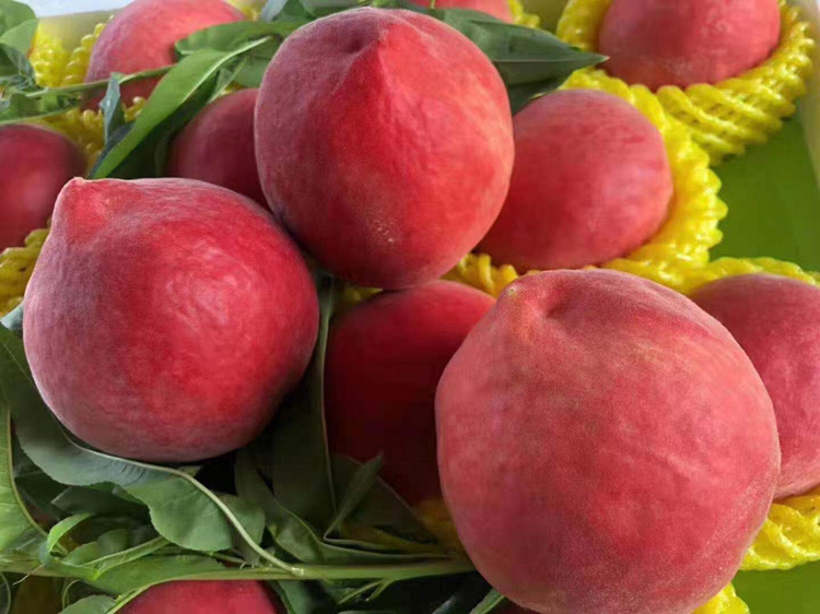 冬丰冬桃果实特写对比图