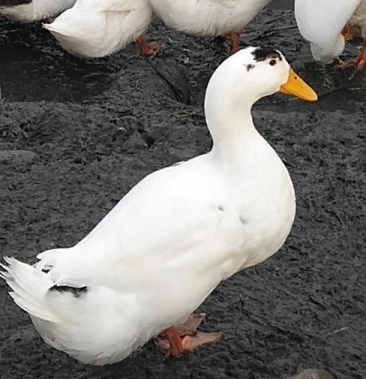 【量大从优】花边鸭苗,包运输,包防疫,包存活