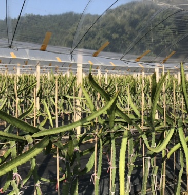 燕窝果果苗育苗基地