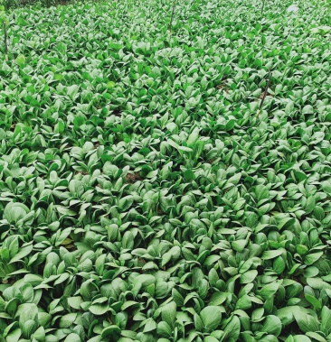 宁夏青铜峡大头油菜大量上市