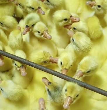 鹅苗白狮头鹅苗杂交鹅苗白鹅苗价格低一手货源