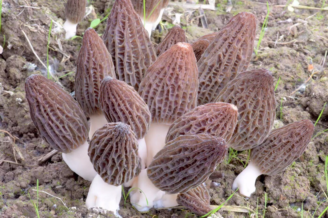 香格里拉新鲜羊肚菌现采现发包邮顺丰空运保驾护航