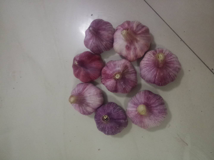 紫白皮白皮蒜标准化加工现场图,展现品种在产业端的关键价值:紫皮与白芯物理分离清晰,便于分级利用;工人手工精选确保紫皮完整性,为高端调味品提供原料保障 紫白皮白皮蒜加工场景:现代化蒜片加工厂内,流水线上工人正分拣带紫皮蒜瓣,传送带两侧分别堆放紫皮完整蒜头与去皮后洁白蒜瓣,背景可见“金乡紫白皮白皮蒜SC认证”标牌