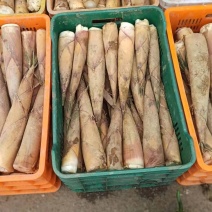 新品甜笋上市啦可以发货