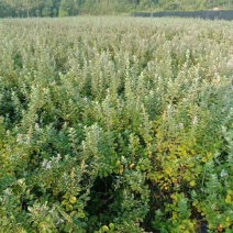 单叶蔓荆子扦插苗当年挂果苗中药材种苗产量高管理简单