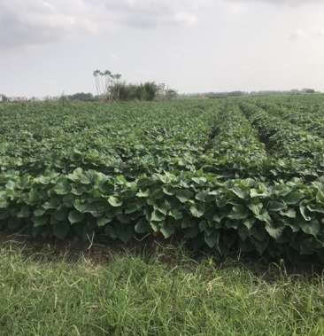 心香红薯苗,天目山小香薯 心香脱毒苗