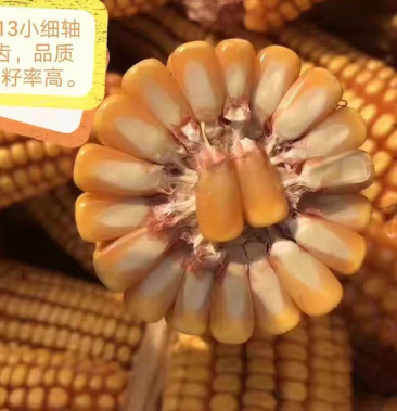 国神东单9132000斤高产高抗玉米种