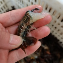 潜江小龙虾新鲜虾尾，肉质q弹。全国直达包邮