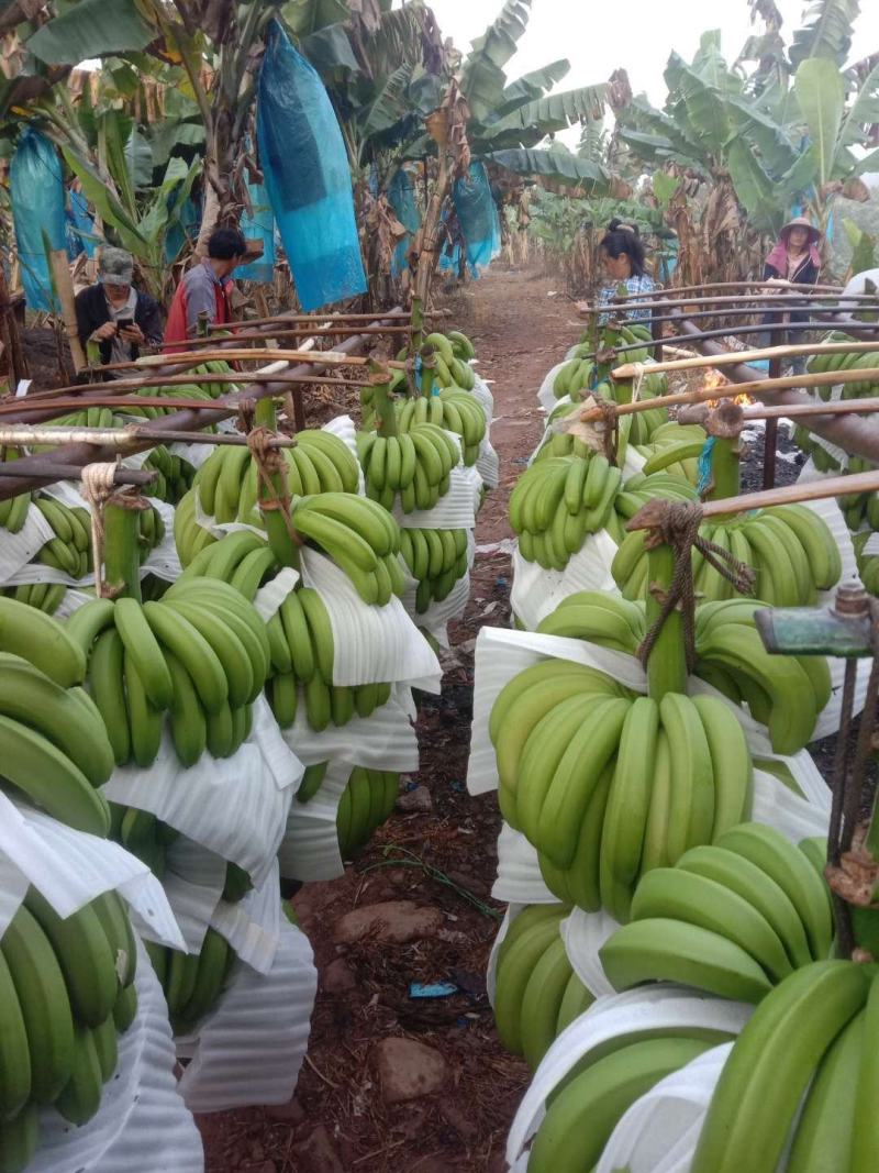 香蕉云南西双版纳平地山地老挝缅甸香蕉
