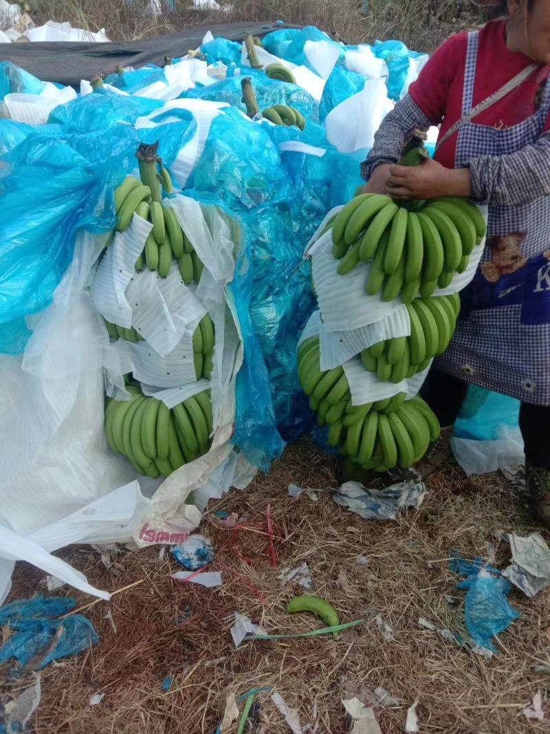 香蕉云南西双版纳平地山地老挝缅甸香蕉