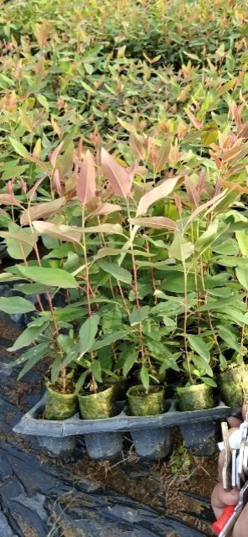 桉树——广西林科院广林九号