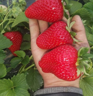 超级大个奶油隋珠草莓