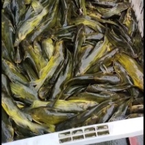 黄腊丁鱼苗基地直销包成活回收