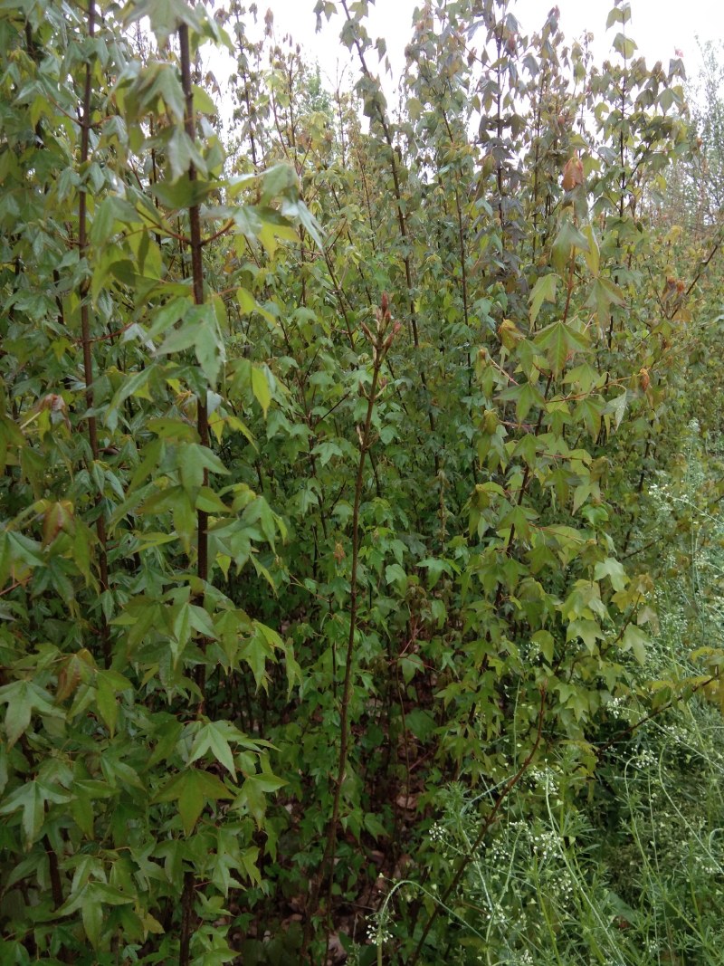 三角枫,小叶三角枫,大叶三角枫,盆景,行道,两年生小苗