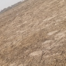 土地流转，沙土地红土地都有，