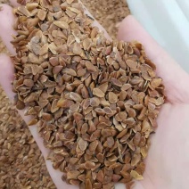 新种子香椿种子红油香椿种子